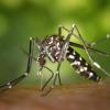 West Nile detected across New Orleans as city reports three human cases this year