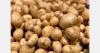 Luxembourg growers face low potato prices after record yields
