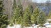 Gov. Mills renews annual 'Maine Grown Christmas Tree Day' to celebrate state’s holiday industry