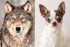 Scientists Discover Detectable Wolf DNA in Two-Thirds of Dog Breeds, Including Tiny Chihuahuas By Kelli Bender