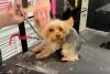 Get your dog trained or groomed at this Rigby business, and it will return a ‘Tailored Canine’