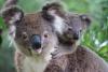 Chinese Automaker Chery To Contribute $10 For Every Tiggo 4 Hybrid Sale To Koala Conservation Australia