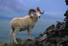 Stunning Footage of Dall’s Sheep and a Sunset Is ‘Raw Alaska’