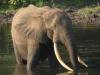 Latest Assessment of Critically Endangered Forest Elephants Sheds New Light on their Numbers and Optimism for Their Future