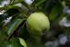 Bad Weather Has Devastating Effect on Apple Crop in Hungary