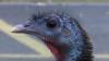 Wild Turkey Crashes Classroom Thanksgiving Feast at Idaho Falls Montessori