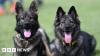Police investigate theft of four dogs from Malawi presidential palace