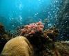 Volcanic bubbles in Papua New Guinea a window into coral’s future