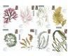An art and a science: Scripps Oceanography showcases 5,000 seaweed pressings