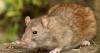 Rats are 'targeting' Christmas food and drink being stored in garages and sheds