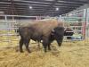 Bison make presence felt at Canadian Western Agribition