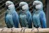 World AFP Lethal virus hits last rare blue macaws in Brazil wild