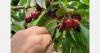 Chile expects fewer cherries but better sizes this season