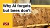 Why AI forgets but bees don't: Arizona State University (ASU)