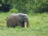 DNA surveys reveal far more African forest elephants than previously known