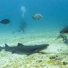 Underwater image of critically endangered whitetip sharks at the North Seymour Island dive site in the Galapagos archipelago, Ecuador