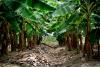 Biotechnology From The Tropics: Ecuador Fights Against Fungus That Withers Bananas