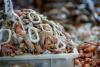 The fraud of the rings: how illegally fished squid ends up on Europe’s dinner plates