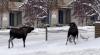 Moose Sheds Both Of Its Antlers At Once & It’s Caught On Camera In Alaska