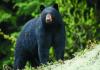 Experts caution Arkansas residents to be “bear aware” as populations increase