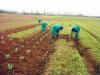 Nigeria, UN collaborate to boost inclusive growth in agriculture sector 