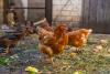 Bird flu could be ‘resistant’ to body’s defence system, scientists warn