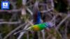 Who's thriving? Who's barely surviving? A guide to Australia's native parrots