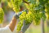 USDA fights Systems Approach suspension for Chilean table grape imports