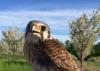 Tiny Falcons Are the New Food Safety Patrol in Cherry Orchards