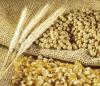 Argentina faces decisive weeks for wheat, corn, and soybeans