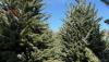 Christmas trees are going up around Central Alabama — Do you prefer real or fake?