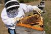 31st annual Alabama Beekeepers Symposium Feb. 7 in Hanceville 