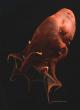 Scientists Sequence Genome of Vampire Squid