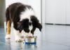 The recipe for healthy dogs begins with food