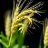 Azospirillum argentinense Boosts Barley Nitrogen and Quality
