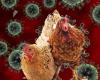 Containment battle underway after bird flu found in WB