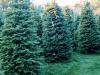 Cut Your Own Christmas Tree At These Tree Farms In Illinois