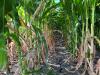 South Dakota farmer says crops hanging on as triple-digit heat stresses corn and soybeans