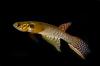 Scientists Stunned As Rare Killifish Thought Extinct Is Found Alive in Bolivia