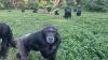 Science Popular Science Chimpanzees shock biologists with rational thinking