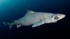 Sharks hunted for cosmetics get major win with new global trade protections