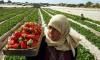 Egypt’s Agricultural Exports Hit 8.5 Million Tons, Driven by Citrus, Potatoes