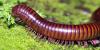Scientists discover giant millipede the size of a car - no, really