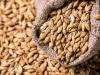 French wheat, barley crop ratings ease as farmers wrap up sowing