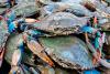 Crab Aquaculture: A High-Income Venture Ghana Has Yet to Exp...