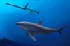 Giant Ancient Shark Discovered in Australia Stuns Scientists