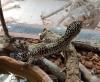 Bulgarian Customs Prevent Smuggling of Leopard Geckos, Corals, and Walrus Tusks