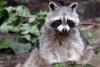 Science United Press International City raccoons near humans show early signs of domestication