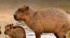 Capybara Craze Sweeps Social Media as World Embraces ‘Chillest Animal’