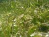 Seagrass meadows on Florida’s Nature Coast are thriving; we know that from seashells from centuries ago